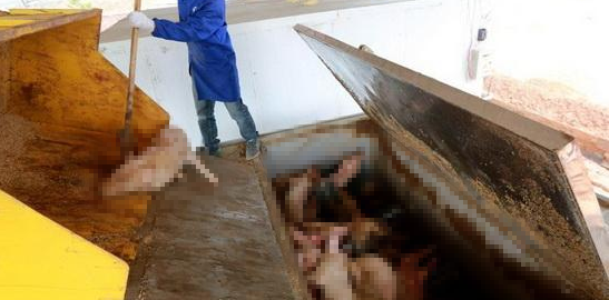 動物無害化處理廠，惡臭異味危害大，<a href='/' style='color: blue;' target='_blank'>工業(yè)除臭劑</a>起作用！.png