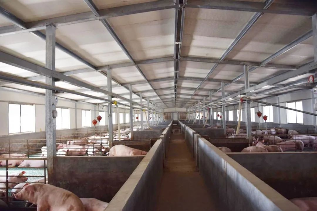 隨著氣溫逐漸升高，不少養(yǎng)豬戶反映，豬舍臭味越發(fā)濃烈。刺鼻的惡臭異味一方面會(huì)危害畜禽的健康，降低畜禽的抗病能力，容易導(dǎo)致呼吸道疾??；另外一方面還會(huì)影響飼養(yǎng)人員的身心健康，降低人體抵抗力。如何解決？小匠給大家分享6大方法。